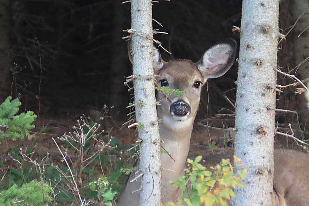 observation-chevreuil-charlevoix